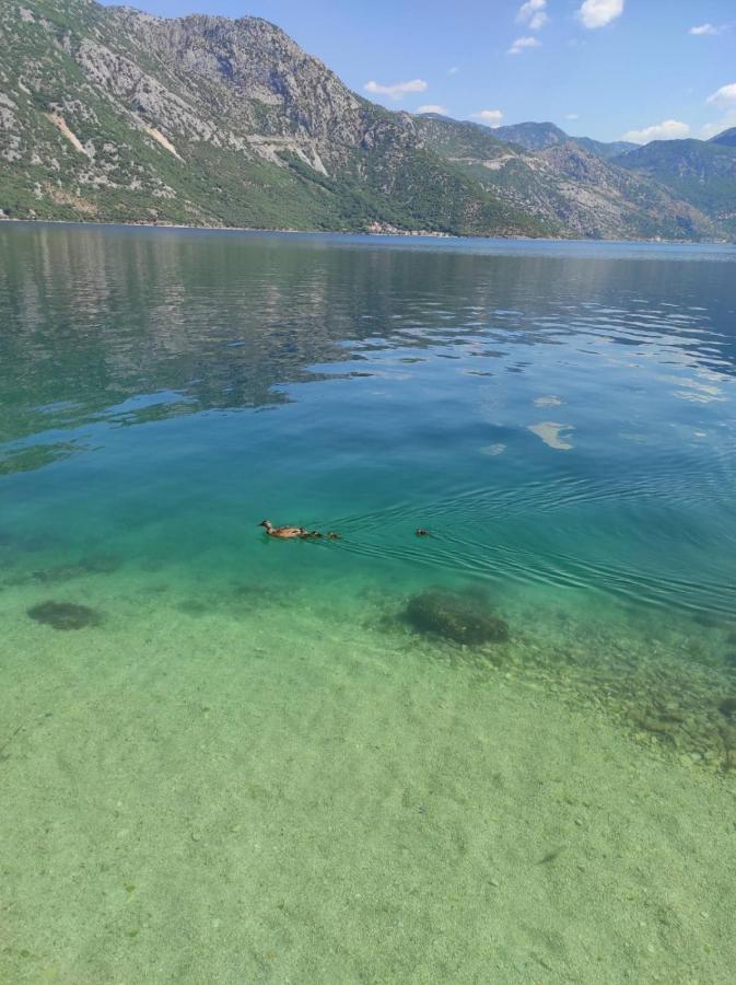 Apartments Dabovic Kotor Dış mekan fotoğraf